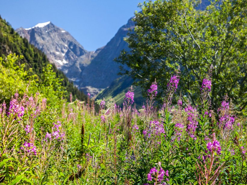 Active holidays at our sports hotel in Pitztal Wildflower meadow in front of snowy mountains and blue sky