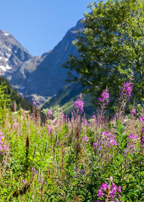 Nicht irgendein Pitztal-Resort: Alpine Resort Sportalm! Wildblumenwiese vor Bergen mit Schnee und blauem Himmel
