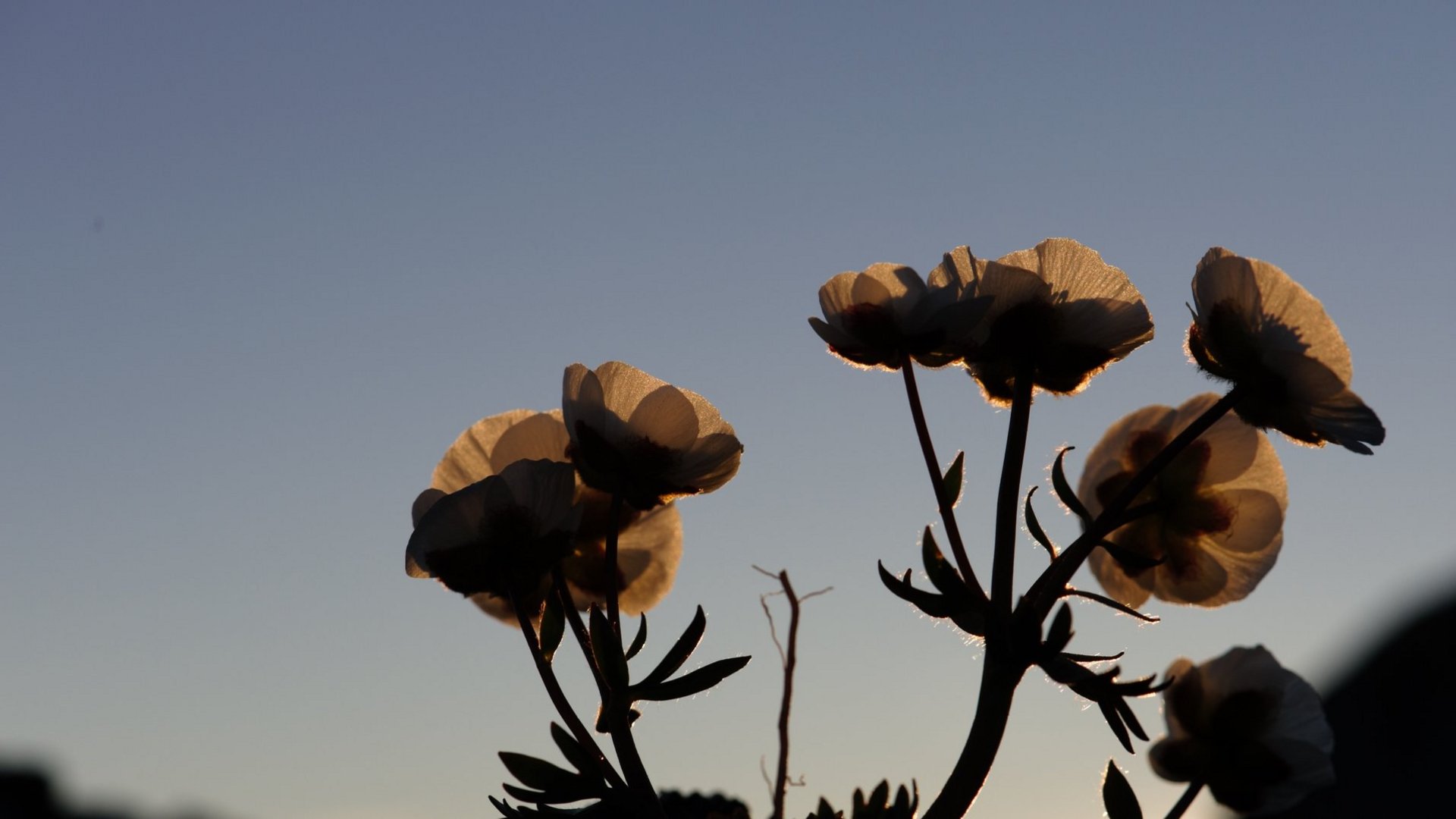 Starke Inklusivleistungen Blumen im Gegenlicht vor klarem Himmel und Bergsilhouette