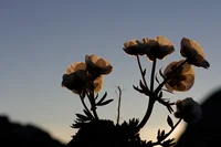 Blumen im Gegenlicht vor klarem Himmel und Bergsilhouette