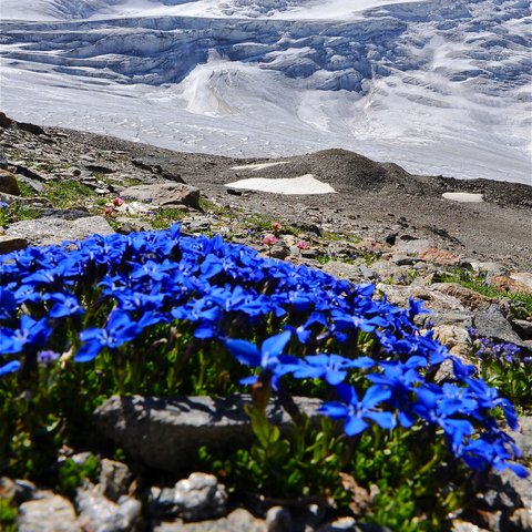Bilder aus der Sportalm Blauer Enzian vor schneebedecktem Berggipfel unter klarem Himmel