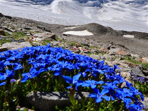 Pictures from Sportalm Blue gentian flowers in front of snow-covered mountain peak and clear sky