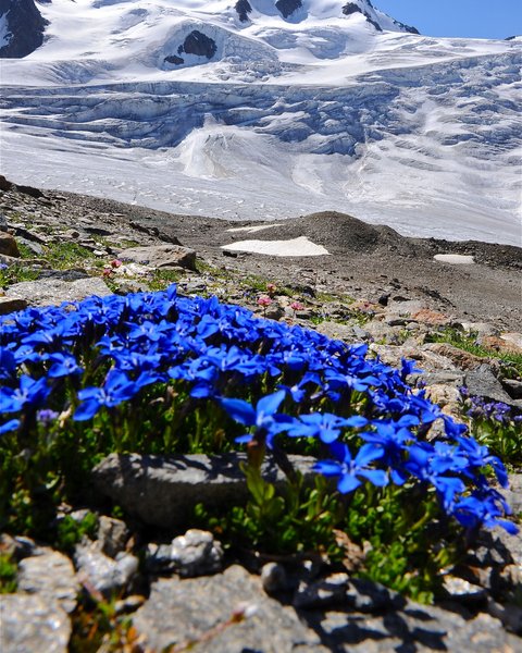 Pictures from Sportalm Blue gentian flowers in front of snow-covered mountain peak and clear sky
