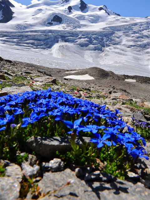 Bilder aus der Sportalm Blauer Enzian vor schneebedecktem Berggipfel unter klarem Himmel