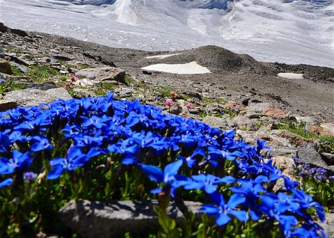 Bilder aus der Sportalm Blauer Enzian vor schneebedecktem Berggipfel unter klarem Himmel