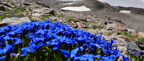 Pictures from Sportalm Blue gentian flowers in front of snow-covered mountain peak and clear sky