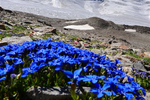 Bilder aus der Sportalm Blauer Enzian vor schneebedecktem Berggipfel unter klarem Himmel