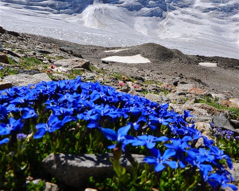 Bilder aus der Sportalm Blauer Enzian vor schneebedecktem Berggipfel unter klarem Himmel