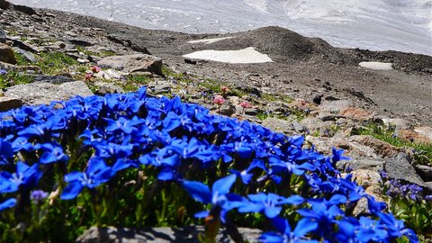 Bilder aus der Sportalm Blauer Enzian vor schneebedecktem Berggipfel unter klarem Himmel