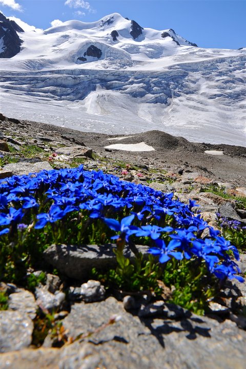 Pictures from Sportalm Blue gentian flowers in front of snow-covered mountain peak and clear sky