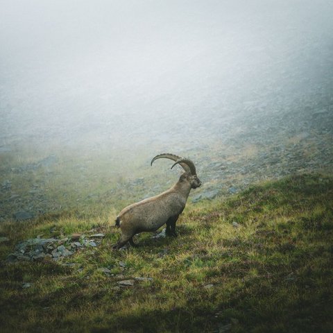 Bilder aus der Sportalm Steinbock steht auf nebligem Berg mit Gras und Felsen