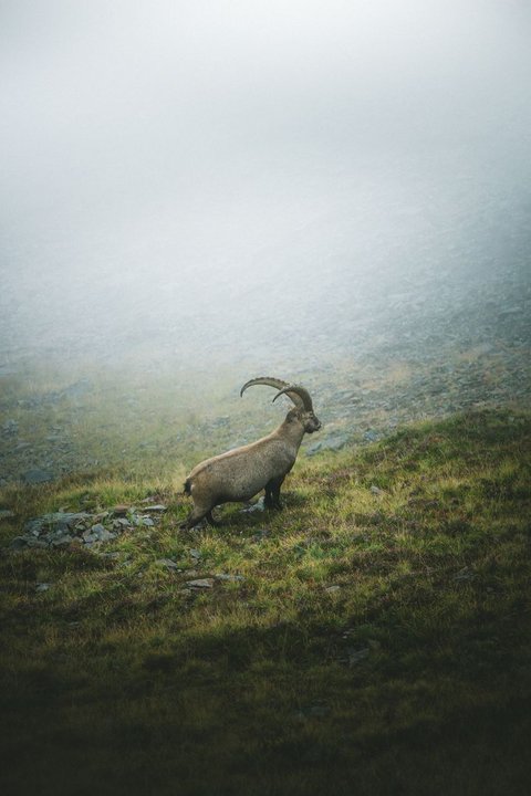 Pictures from Sportalm Ibex standing on foggy grassy rocky mountain slope