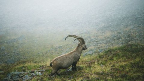 Bilder aus der Sportalm Steinbock steht auf nebligem Berg mit Gras und Felsen