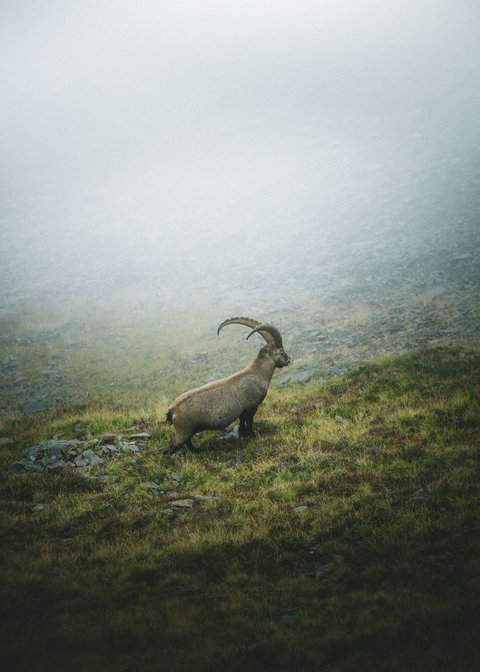 Bilder aus der Sportalm Steinbock steht auf nebligem Berg mit Gras und Felsen