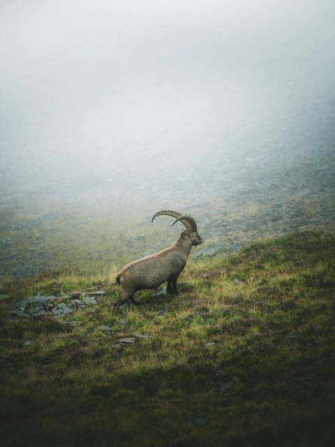 Bilder aus der Sportalm Steinbock steht auf nebligem Berg mit Gras und Felsen