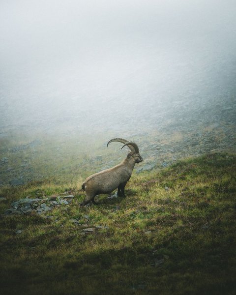 Pictures from Sportalm Ibex standing on foggy grassy rocky mountain slope