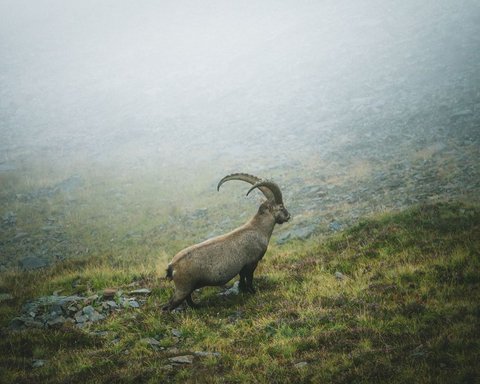 Pictures from Sportalm Ibex standing on foggy grassy rocky mountain slope