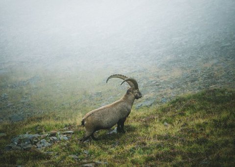 Pictures from Sportalm Ibex standing on foggy grassy rocky mountain slope