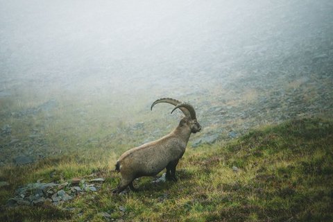 Pictures from Sportalm Ibex standing on foggy grassy rocky mountain slope