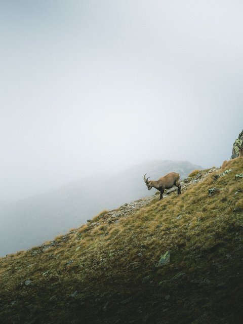 Pictures from Sportalm Three ibexes on a foggy grassy mountain slope with rocks