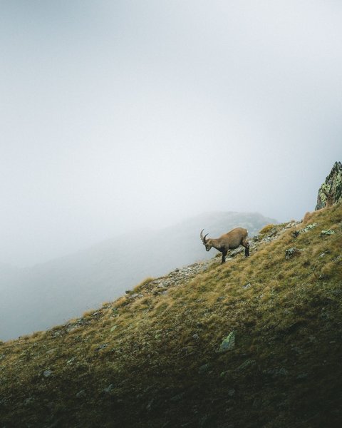 Bilder aus der Sportalm Drei Steinböcke auf nebligem Berghang mit Gras und Felsen