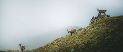 Bilder aus der Sportalm Drei Steinböcke auf nebligem Berghang mit Gras und Felsen