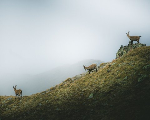 Pictures from Sportalm Three ibexes on a foggy grassy mountain slope with rocks