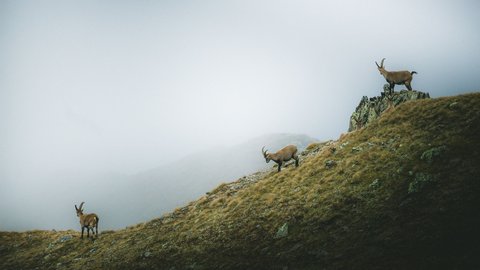 Bilder aus der Sportalm Drei Steinböcke auf nebligem Berghang mit Gras und Felsen