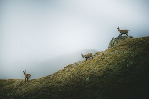 Pictures from Sportalm Three ibexes on a foggy grassy mountain slope with rocks