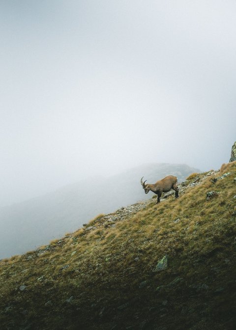 Pictures from Sportalm Three ibexes on a foggy grassy mountain slope with rocks