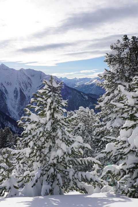 Bilder aus der Sportalm Verschneite Tannen vor Bergen unter bewölktem Himmel