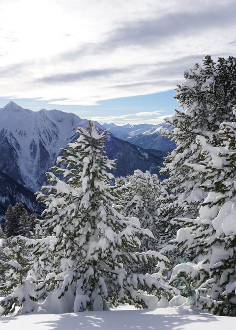 Bilder aus der Sportalm Verschneite Tannen vor Bergen unter bewölktem Himmel