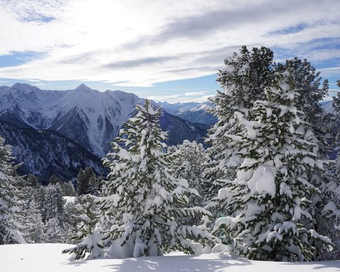 Bilder aus der Sportalm Verschneite Tannen vor Bergen unter bewölktem Himmel