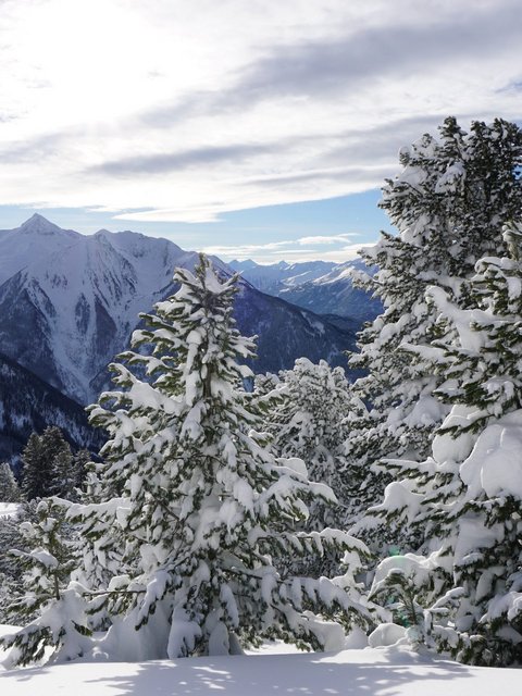 Bilder aus der Sportalm Verschneite Tannen vor Bergen unter bewölktem Himmel
