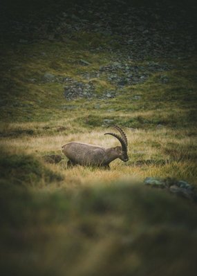 Active holidays at our sports hotel in Pitztal Alpine ibex with large horns in a mountain meadow